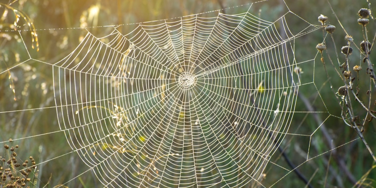 Spider web 