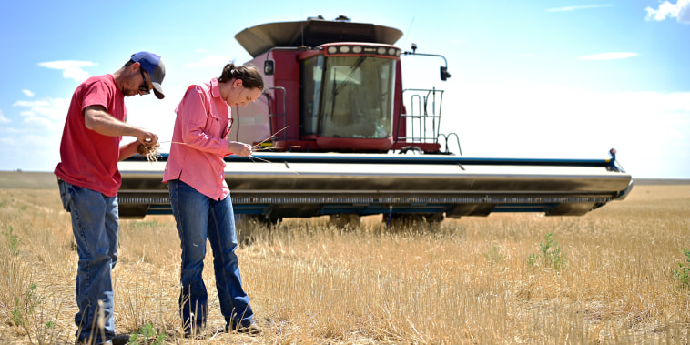 AKRON, CO - JULY 15 : Jim Diamond, left, and his wife Sally Jones-Diamond check the wheat during the harvest season at a farm in Akron, Colorado on Friday, July 15, 2022. They said the size of wheat are half of the other seasons because of drought.