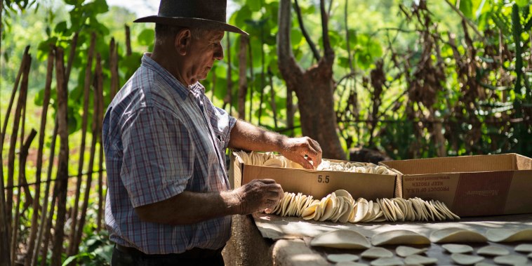 Casabe producer Julio Cesar Nunez collects freshly cooked casabe in Quivican, Cuba, on May 28, 2023. 