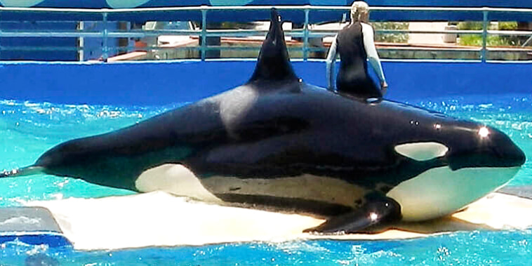 File photo of Lolita, the killer whale, also known as Tokitae, will be freed after being in captivity for more than 53 years. The killer whale will return to its natural habitat of the Pacific Northwest, after performing at a Miami tourist attraction for decades.Taken from her mother and her seven siblings at age four, Lolita arrived at the Miami Seaquarium for a fee of just €5,500 in 1970. Miami, Fl, USA in July 2012.