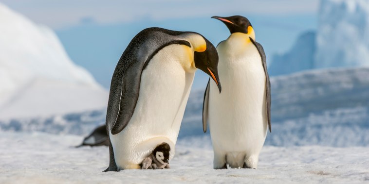 An Emperor penguin couple with a chick in Antarctica on Oct. 20, 2010.