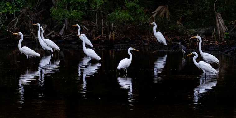Snowy egrets stand in the marsh waters at Hunting Island State Park in St. Helena, S.C., on July 10, 2023.