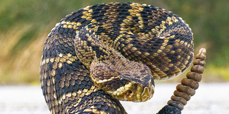 A rattlesnake in strike pose.