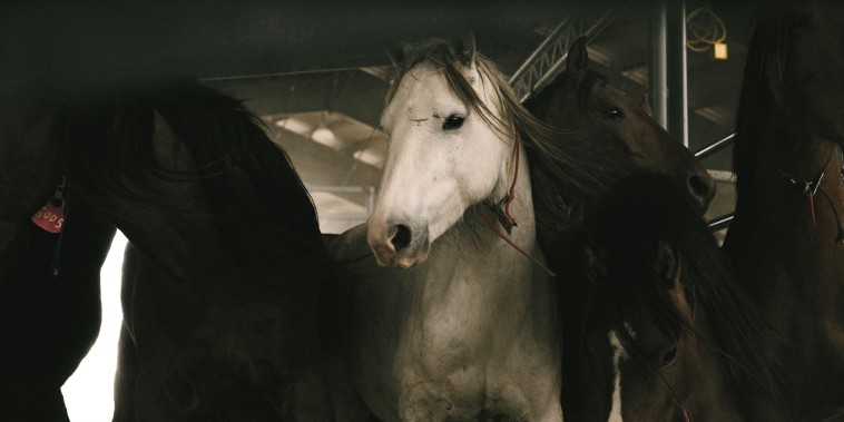 Wild horses are unloaded in preparation for an auction in Beaumont, Texas, in 2021.