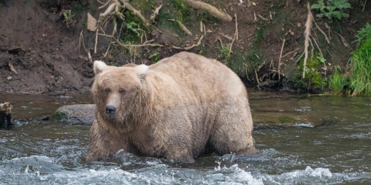 A light brown bear stands in water up to her shoulders.