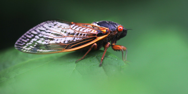 A  periodical cicada sits on a leave in Rock Creek Park in Washington