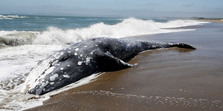 A dead Gray Whale sits on the beach at Limantour Beach  in Point Reyes Station.