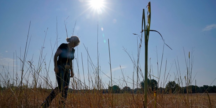 Gilda Jackson walks on a pasture where she grows hay in Paradise, Texas, Aug. 21, 2023. 