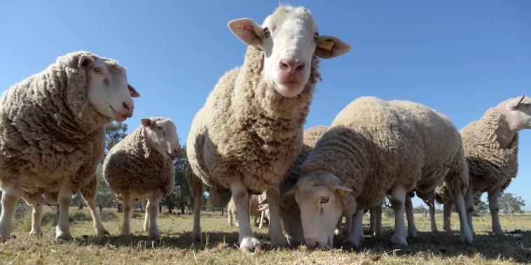Australia's Sheep Farmers in Crisis as Live Export Ban Looms