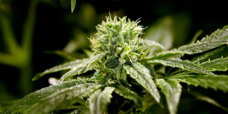 A bud on a marijuana plant at Compassionate Care Foundation's medical marijuana dispensary in Egg Harbor Township, N.J., on March 22, 2019.