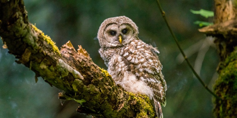 A juvenile barred owl in Kirkland, Wash.