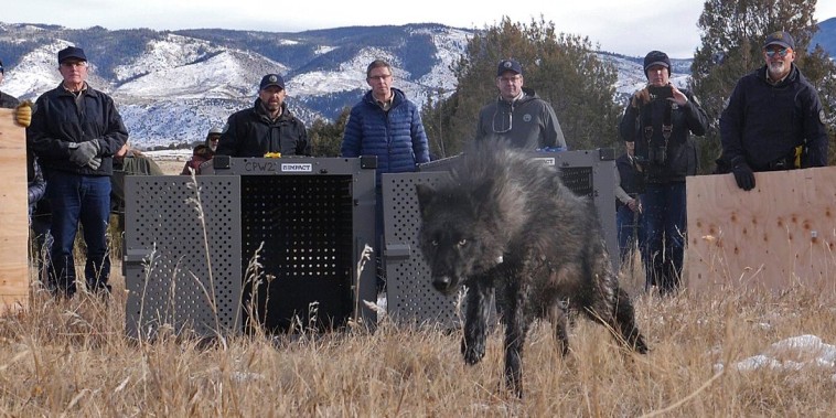 Officials release wolf 2302-OR, one of five gray wolves, onto public land in Grand County, Colo., Monday, Dec. 18, 2023. 