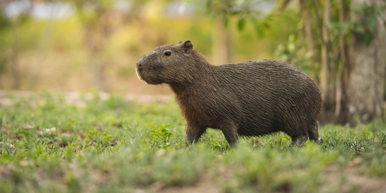 A capybara