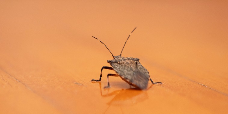 Stink bug at home