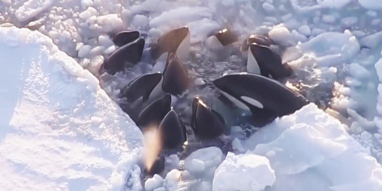 A pod of killer whales that was trapped in drift ice off Japan’s northern main island of Hokkaido, prompting concern from environmental groups, has apparently safely escaped, officials said Wednesday..