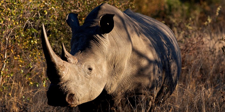 A white rhinoceros in Kruger National Park, South Africa on June 10, 2019. 