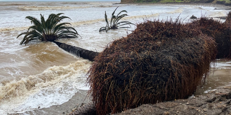Fallen palm trees at Refugio State Beach in Santa Barbara, Calif. on Feb. 20, 2024.