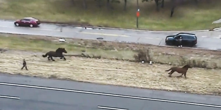 240304-cleveland-horse-highway-ew-1224p-02f477.jpg