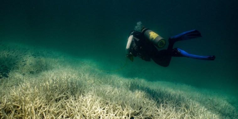 Bleaching affecting branching coral at a site in the Keppel Islands, Southern Great Barrier Reef, on March 5, 2024.
