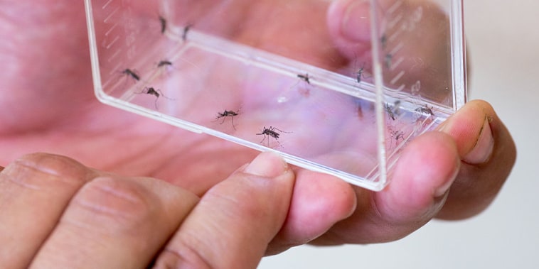 Un biólogo muestra un zancudo Aedes aegypti en San Juan, Puerto Rico, en una foto de archivo.