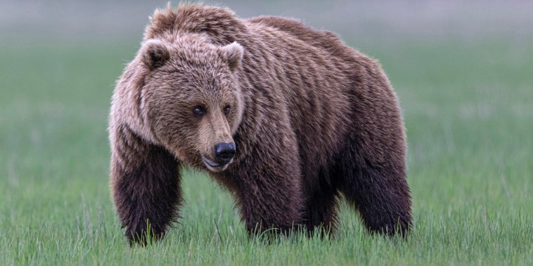 Grizzly bear in Alaska
