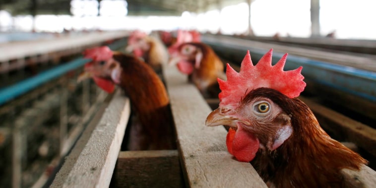 Bird Flu Increases The Threat To Chicken Farmers Livelihoods