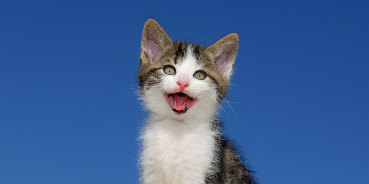 kitten on blue background with mouth open.