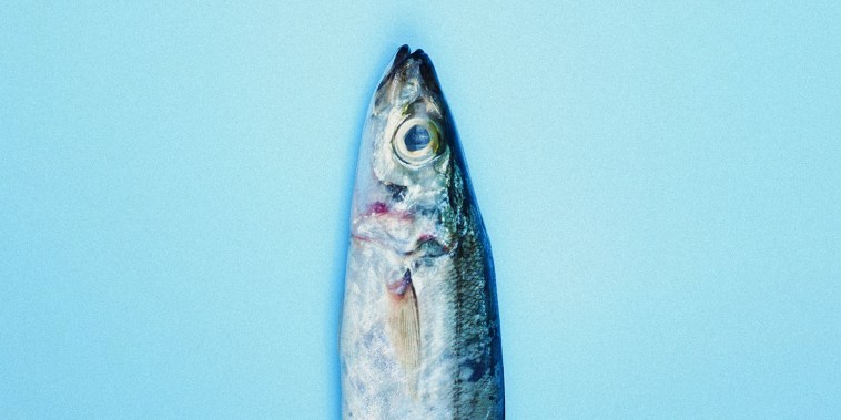 Head of Sardine Fish in The Bottom of Blue Background