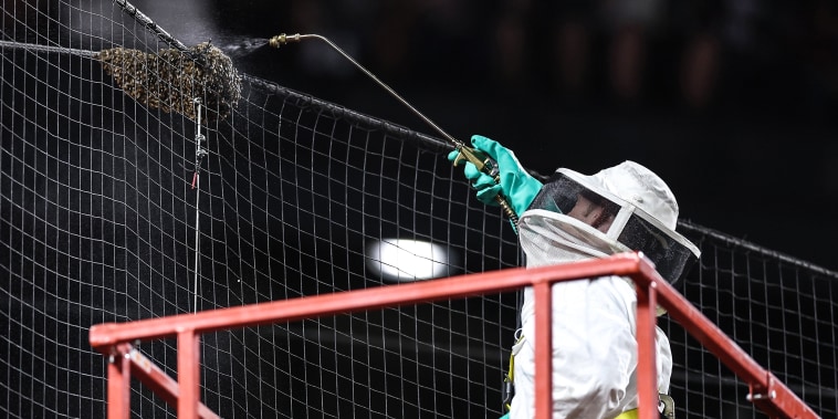 Image: Beekeeper Matt Hilton removes a colony of bees that formed on the net behind home plate