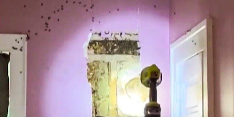 A toddler in North Carolina claimed there were monsters in the wall. The noise turned out to be more than 50,000 bees and hundreds of pounds of honeycomb. 