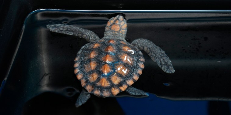 The aquarium is stretched beyond capacity after more than 500 baby sea turtles were washed onto beaches by a rare and powerful storm and rescued by members of the public.