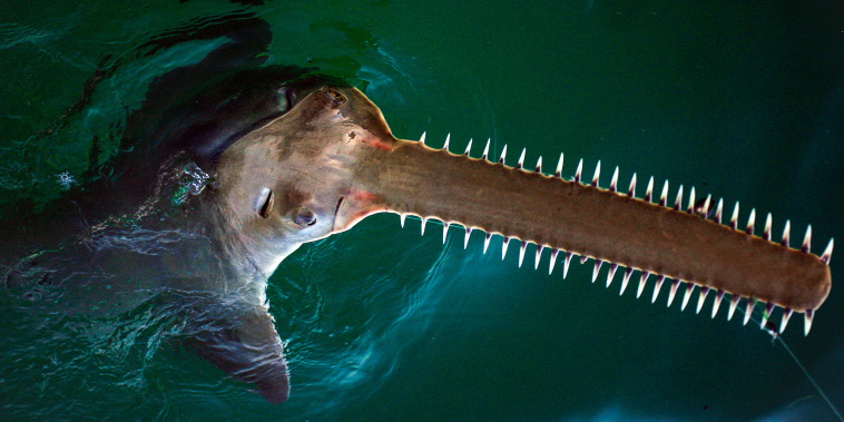 A sawfish sticks it's head out of the water