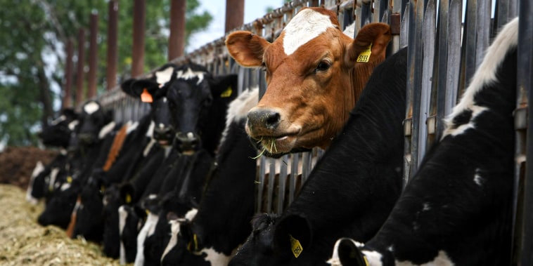 Cows eating hay.