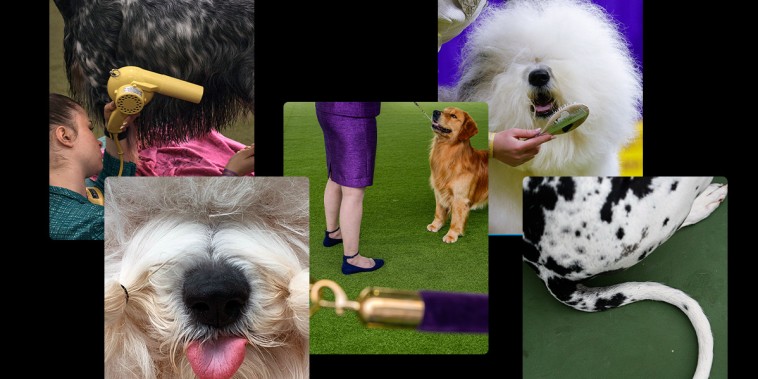 scenes from the Westminster Dog Show in New York on Tuesday.