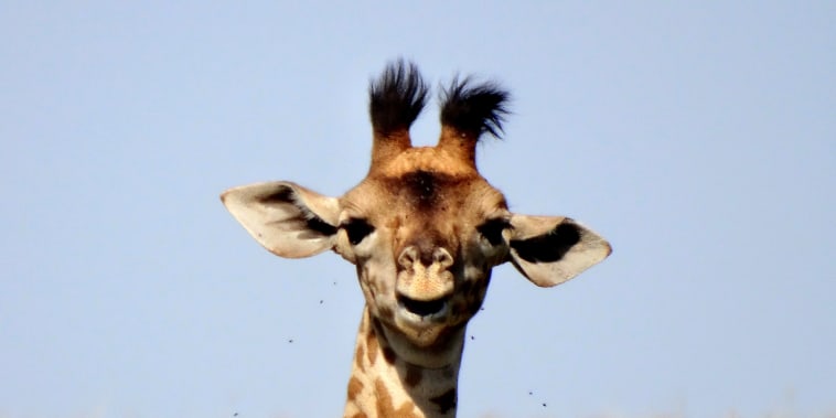 giraffe looking directly at camera.