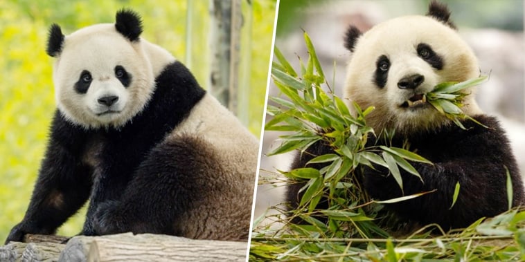 New giant pandas (l) Qing Nao (r) Bao Li.