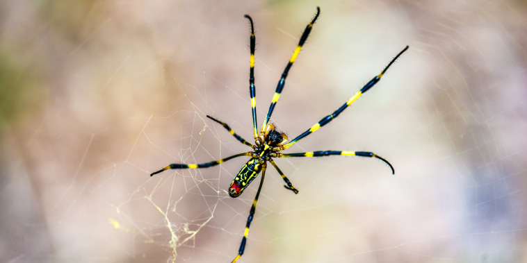 A joro spider on a spider web