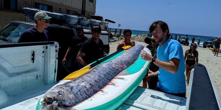 Imagen proporcionada por el Instituto Scripps de Oceanografía muestra a un equipo de investigadores y nadadores junto a un pez remo muerto, el sábado 10 de agosto de 2024, en La Jolla Cove, California.
