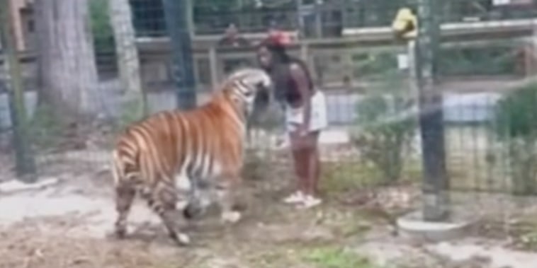 Captura de un video del momento en que la persona se acerca al tigre en un zoológico de Nueva Jersey.