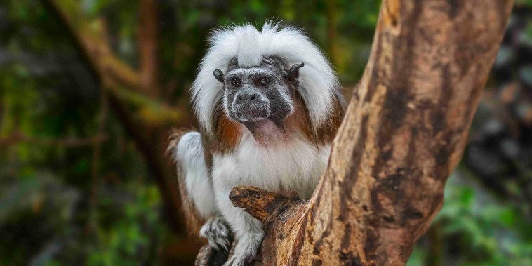 Cotton-top tamarin