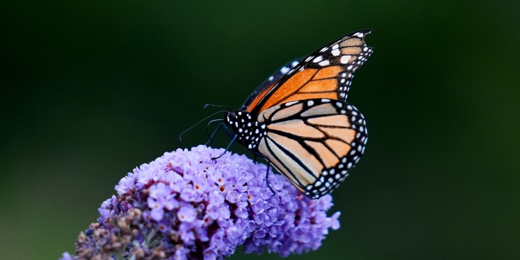 Butterflies of Music Garden in Toronto