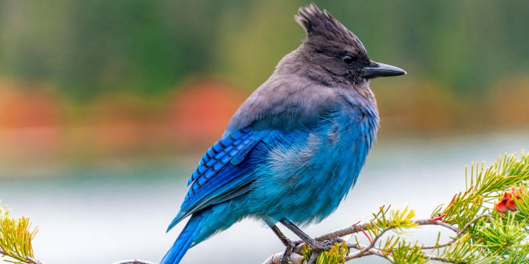 Steller's jay blue bird sitting on a branch at Mount Rainier National Park, Washington.