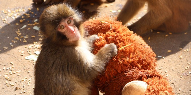 Punch, el mono que se aferró a un orangután de peluche, cumple 1 año
