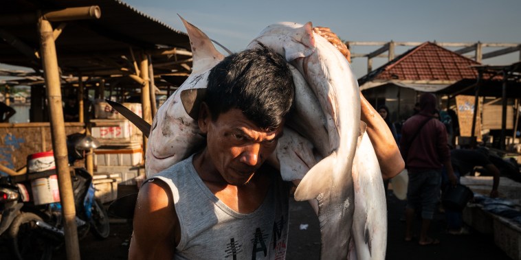 Tanjung Luar is one of the largest shark markets in Indonesia and Southeast Asia, from where shark fins are exported to other Asian markets, primarily Hong Kong and China, was bones are used in cosmetic products also sold to China. Shark meat and skins are consumed locally as an important source of protein. In recent years, facing heavy criticism because of the unregulated shark fishing industry, the Indonesian government has sought to bring in stricter controls over commercial hunting of sharks in an attempt to balance the needs of fishermen as well as the need to protect dwindling shark populations.