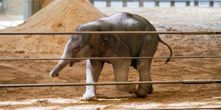 Una cría de elefante hace su primera aparición pública en el Zoológico Nacional de D.C.