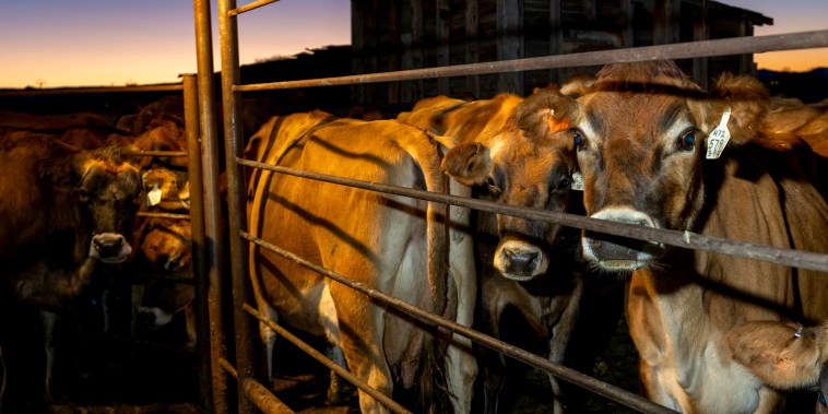 Intensifican la campaña a favor de la leche cruda en EE.UU. a pesar de riesgos