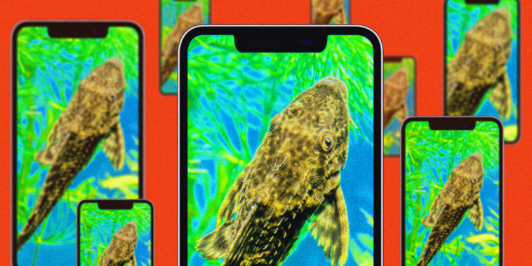 Illustration of a common pleco fish on phone screens.