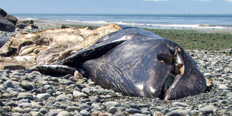 Gray whale washed ashore in Oak Harbor, WA