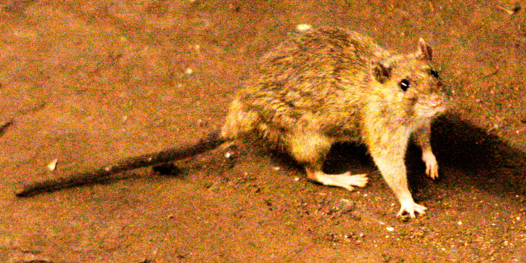 Al menos tres muertos por brote de hantavirus en un crucero en el océano Atlántico, según la OMS
