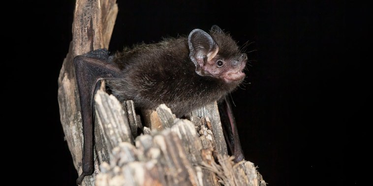 Image: Silver-haired Bat on tree at night